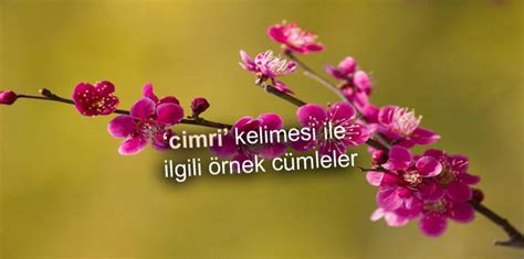 cimri nasıl gelir.